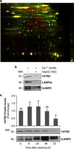 LAMP2 Antibody in Western Blot (WB)