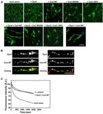 Dynamin 1 Antibody in Immunocytochemistry (ICC/IF)