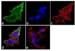 Dynamin 1 Antibody in Immunocytochemistry (ICC/IF)