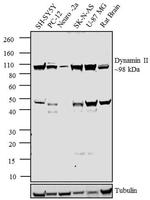 Dynamin 2 Antibody in Western Blot (WB)