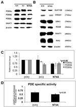 PDE6A Antibody in Western Blot (WB)