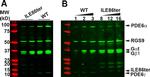 PDE6A Antibody in Western Blot (WB)