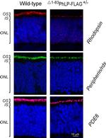 PDE6A Antibody in Immunohistochemistry (IHC)