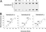 Gnb1 Antibody in Western Blot (WB)