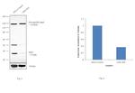 Gnb1 Antibody