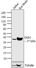 Gnb1 Antibody in Western Blot (WB)