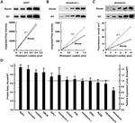 Rhodopsin Antibody in Western Blot (WB)