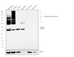 Rhodopsin Antibody