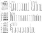 S-arrestin Antibody in Western Blot (WB)