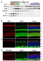 S-arrestin Antibody in Western Blot (WB)