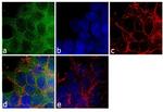 beta-Arrestin 2 Antibody in Immunocytochemistry (ICC/IF)