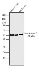 beta-Arrestin 2 Antibody in Western Blot (WB)