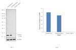 SNAP23 Antibody in Western Blot (WB)