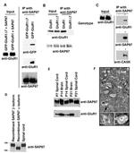 SAP97 Antibody in Western Blot, Immunohistochemistry, Immunoprecipitation (WB, IHC, IP)