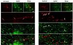 SAP97 Antibody in Immunocytochemistry, Immunohistochemistry (ICC/IF, IHC)