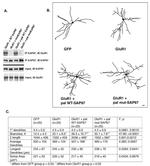 SAP97 Antibody in Western Blot (WB)