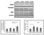 SAP97 Antibody in Western Blot (WB)