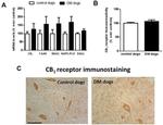 Cannabinoid Receptor 1 Antibody in Immunohistochemistry (IHC)