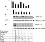 CNR2 Antibody in Western Blot (WB)