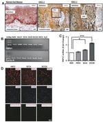 TRPV1 Antibody in Immunocytochemistry, Immunohistochemistry (ICC/IF, IHC)