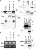 Ataxin 7 Antibody in Western Blot (WB)