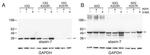 Ataxin 7 Antibody in Western Blot (WB)