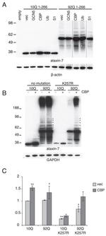 Ataxin 7 Antibody in Western Blot (WB)