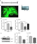 Ataxin 7 Antibody in Western Blot (WB)