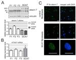 Ataxin 7 Antibody in Immunocytochemistry (ICC/IF)