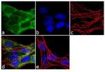 Fe65 Antibody in Immunocytochemistry (ICC/IF)