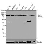 Fe65 Antibody in Western Blot (WB)