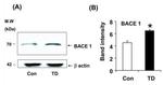 BACE1 Antibody in Western Blot (WB)