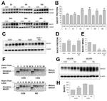 BACE1 Antibody in Western Blot, Immunoprecipitation (WB, IP)