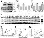 BACE1 Antibody in Western Blot (WB)