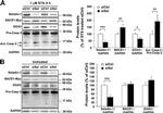 BACE1 Antibody in Western Blot (WB)