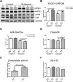 BACE1 Antibody in Western Blot (WB)