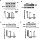 Nicastrin Antibody in Western Blot (WB)