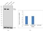 Nicastrin Antibody in Western Blot (WB)