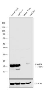 VAMP3 Antibody in Western Blot (WB)