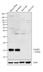 VAMP4 Antibody