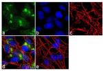 VAMP4 Antibody in Immunocytochemistry (ICC/IF)