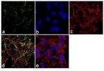 RAB3d Antibody in Immunocytochemistry (ICC/IF)