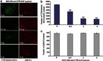 Opsin 4 Antibody in Immunohistochemistry (IHC)