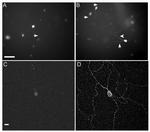 Opsin 4 Antibody in Immunohistochemistry (IHC)