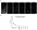 Opsin 4 Antibody in Immunocytochemistry (ICC/IF)