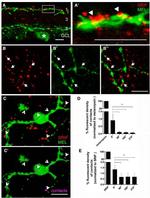 Opsin 4 Antibody in Immunohistochemistry (IHC)