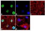 FOXL2 Antibody in Immunocytochemistry (ICC/IF)