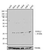 FOXL2 Antibody in Western Blot (WB)