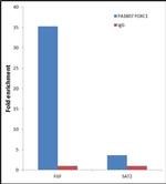 FOXC1 Antibody in ChIP Assay (ChIP)