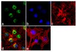 FOXC1 Antibody in Immunocytochemistry (ICC/IF)